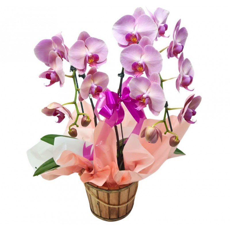 Orquídea Phalaenopsis Cascata 2 Hastes Pote 15  "Cor variada"